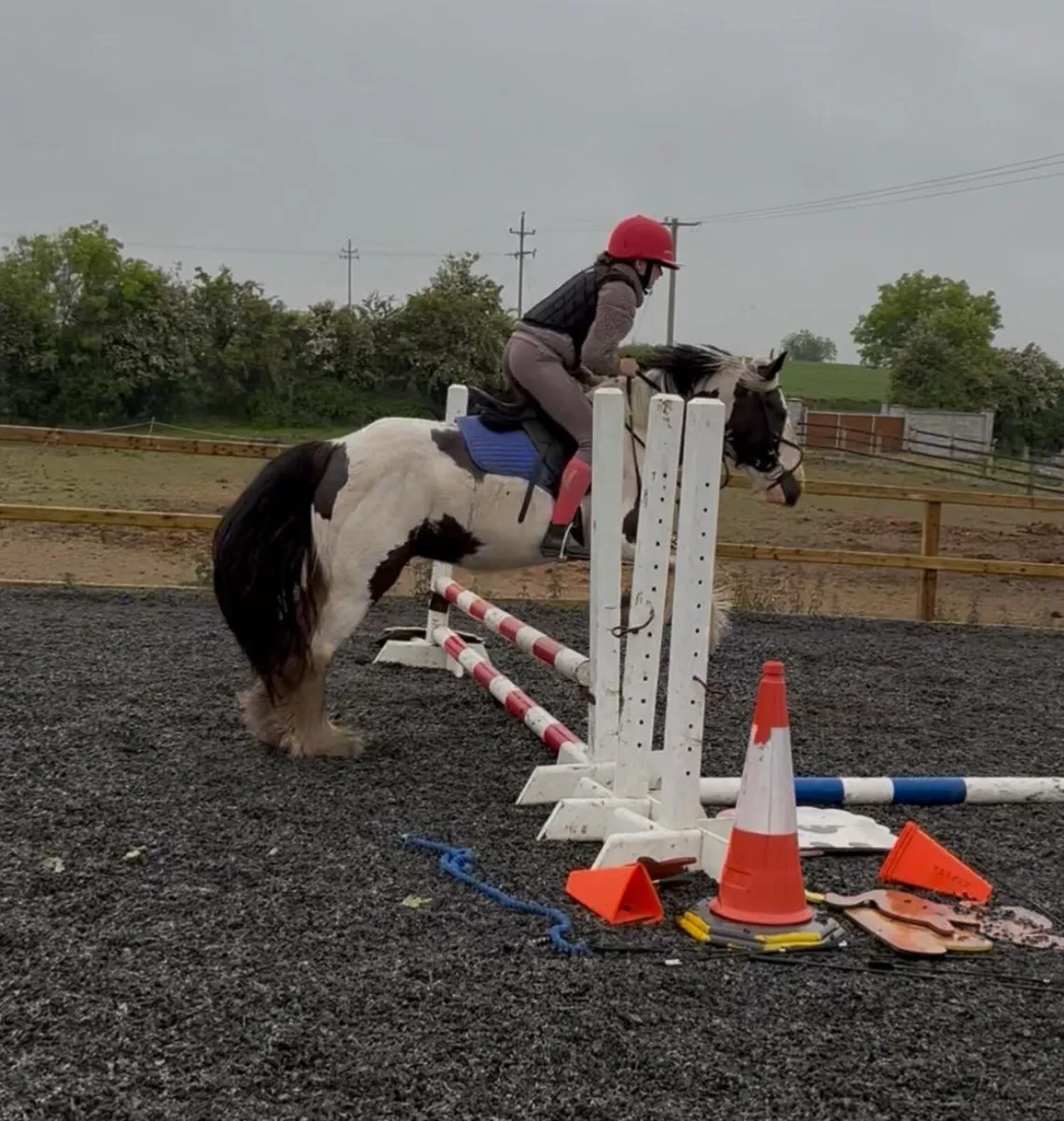 13.2h 6 yo gelding - Image 2
