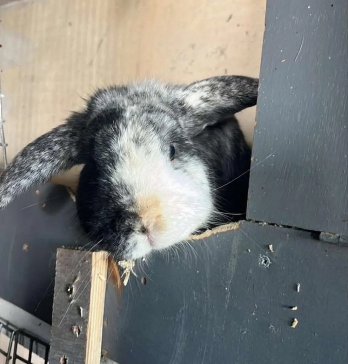 Friendly Rabbit Free to Good Home - Image 2
