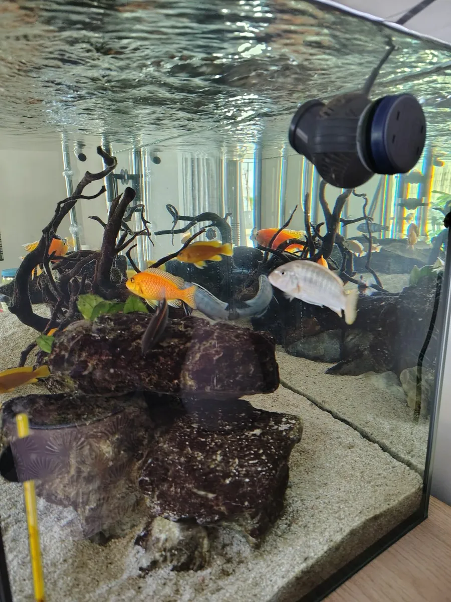 Aquarium - Image 2