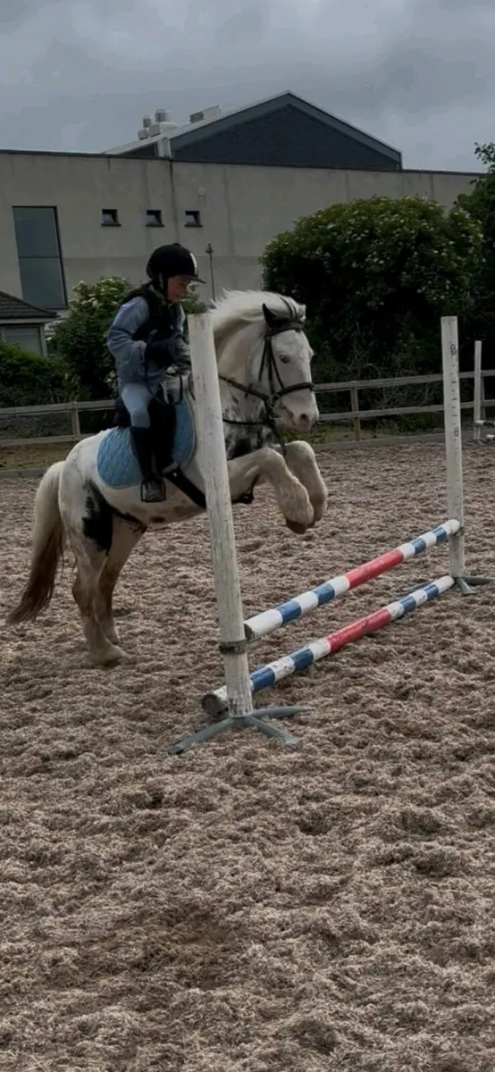 Perfect child's first pony - Image 1