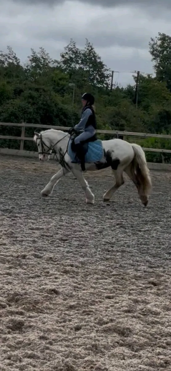 Perfect child's first pony - Image 2
