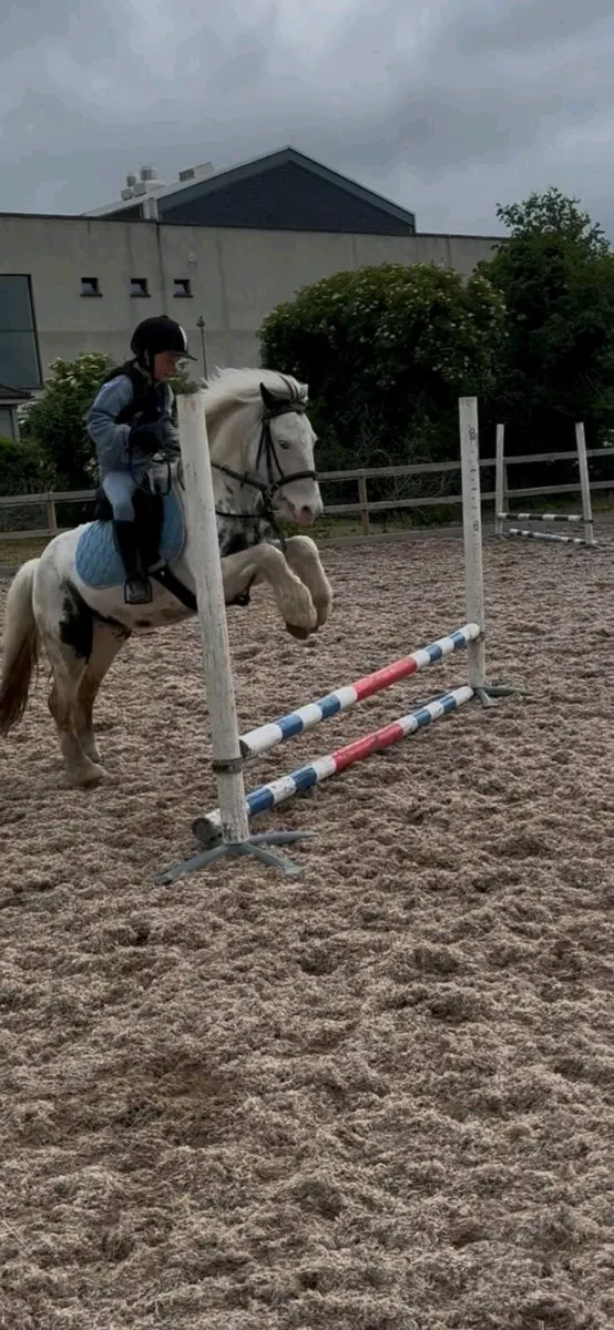 Perfect child's first pony - Image 3