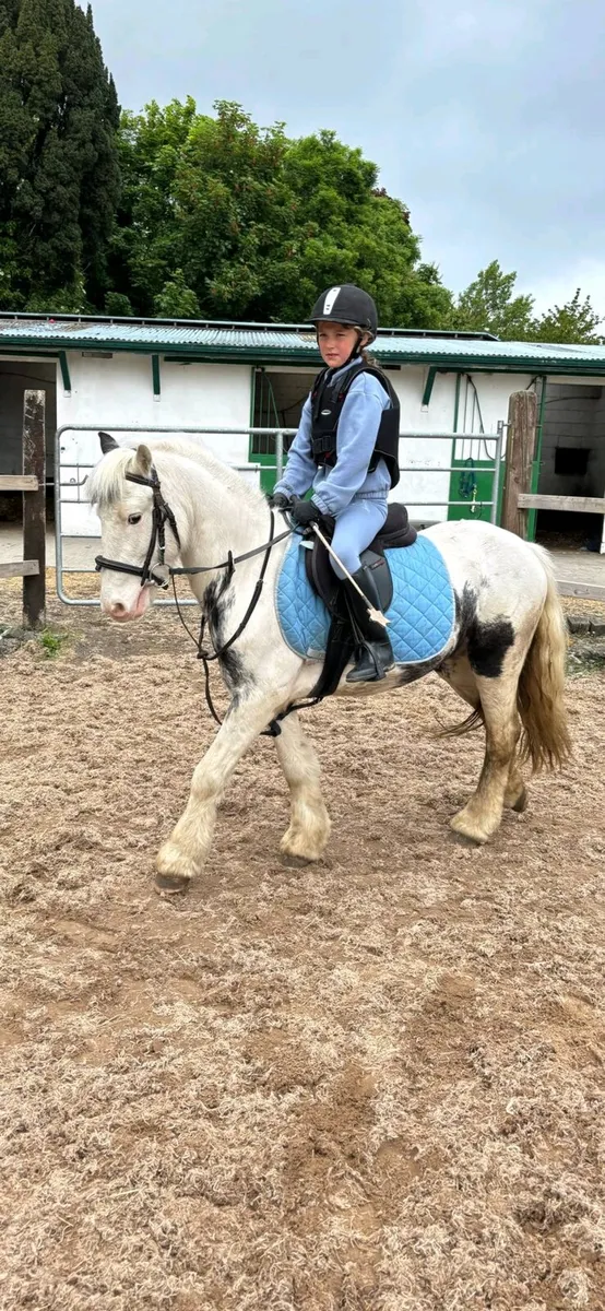Perfect child's first pony - Image 4