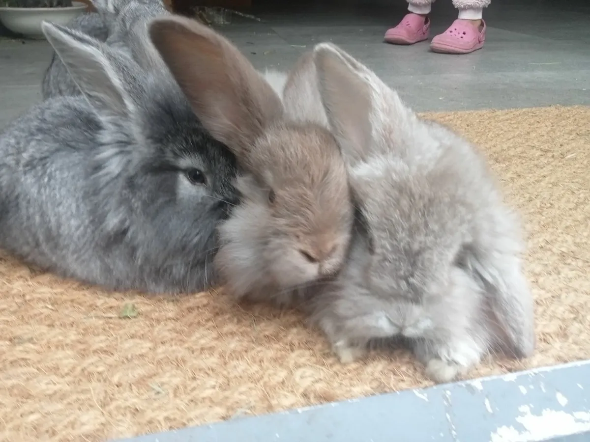Rabbits - Image 2