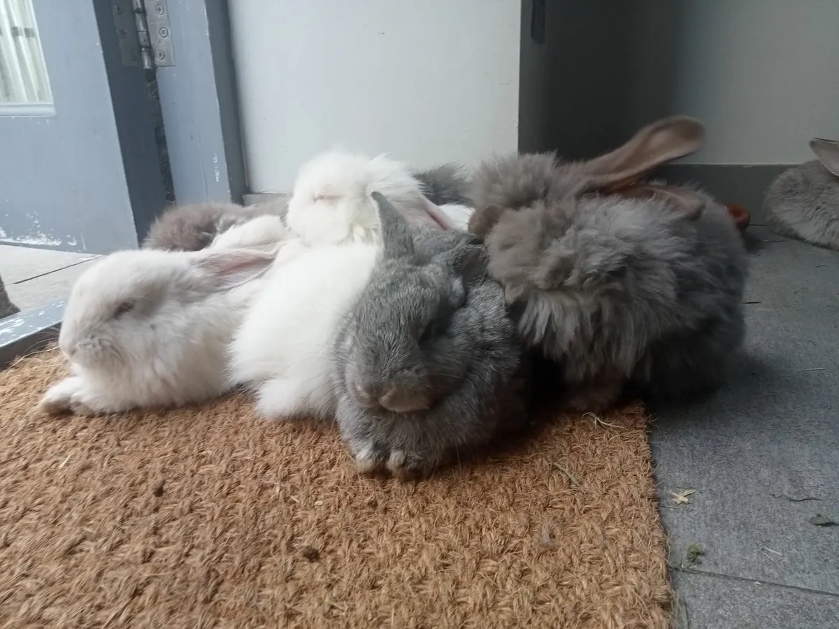 Rabbits - Image 3