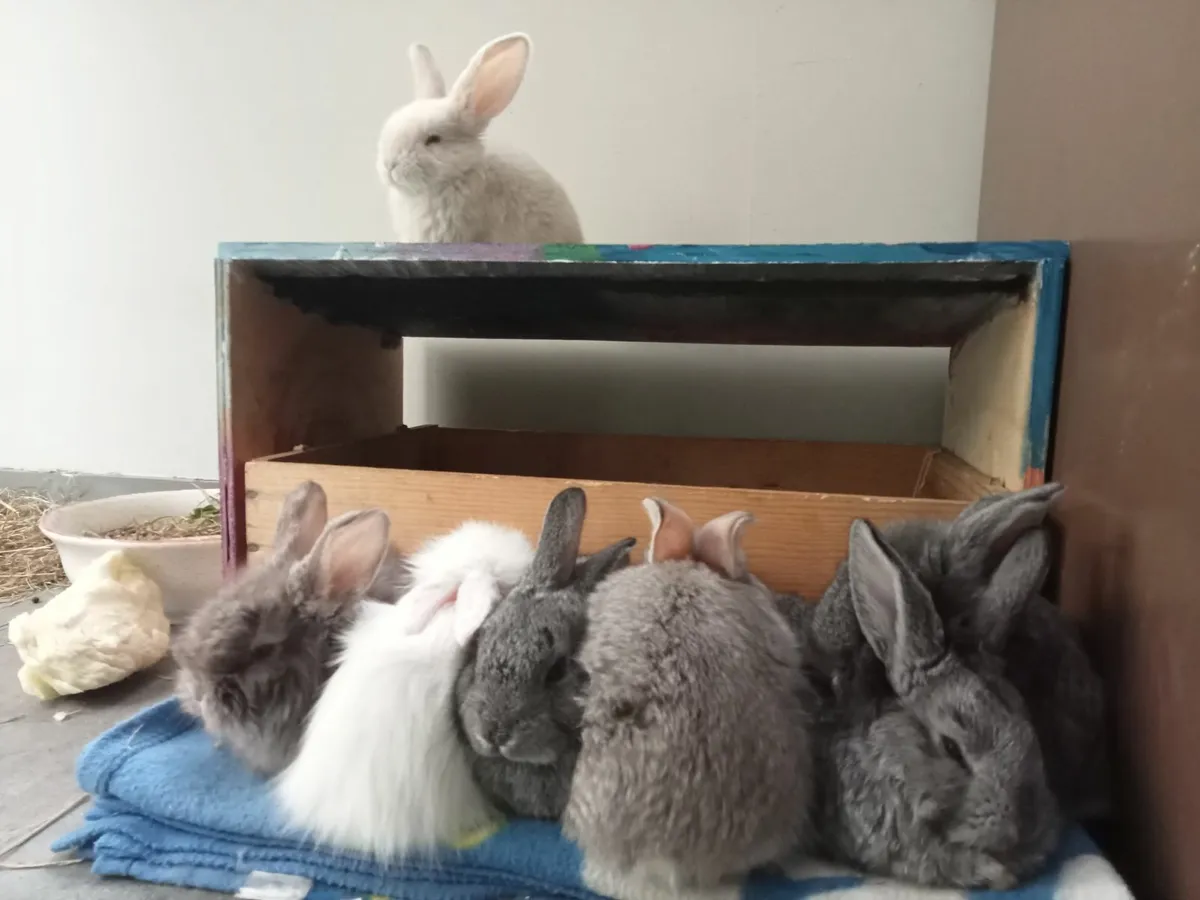 Rabbits - Image 4