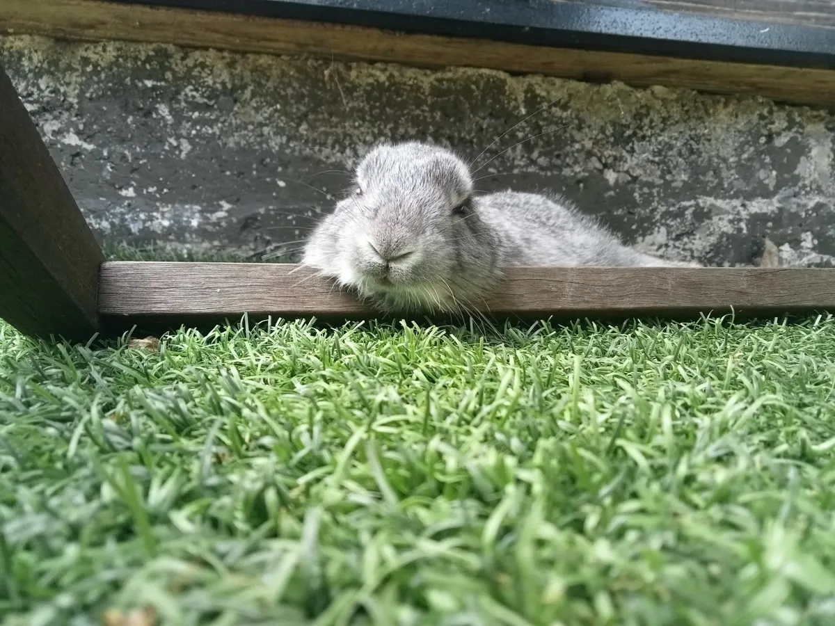 Rabbits - Image 2
