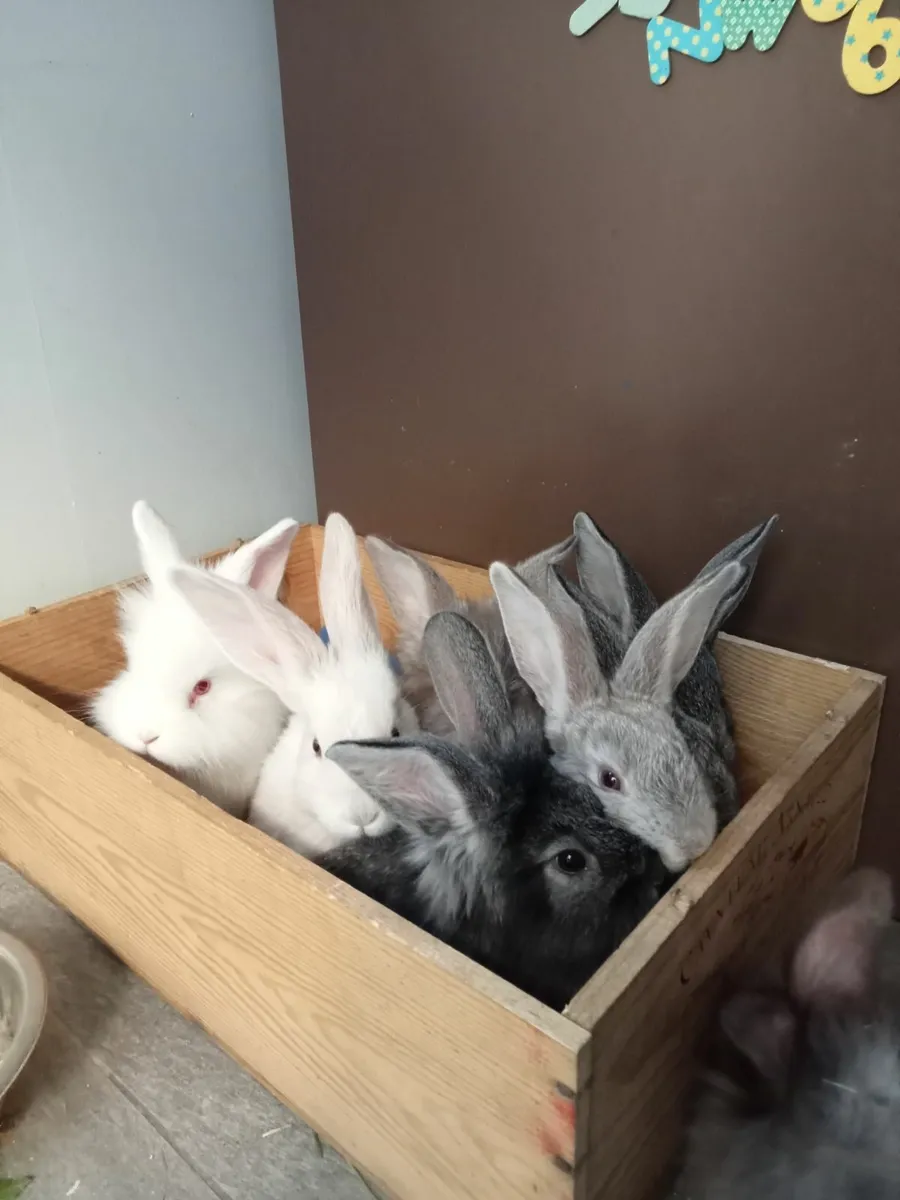 Rabbits - Image 1