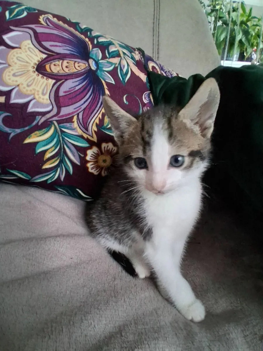 Kitten - Image 2
