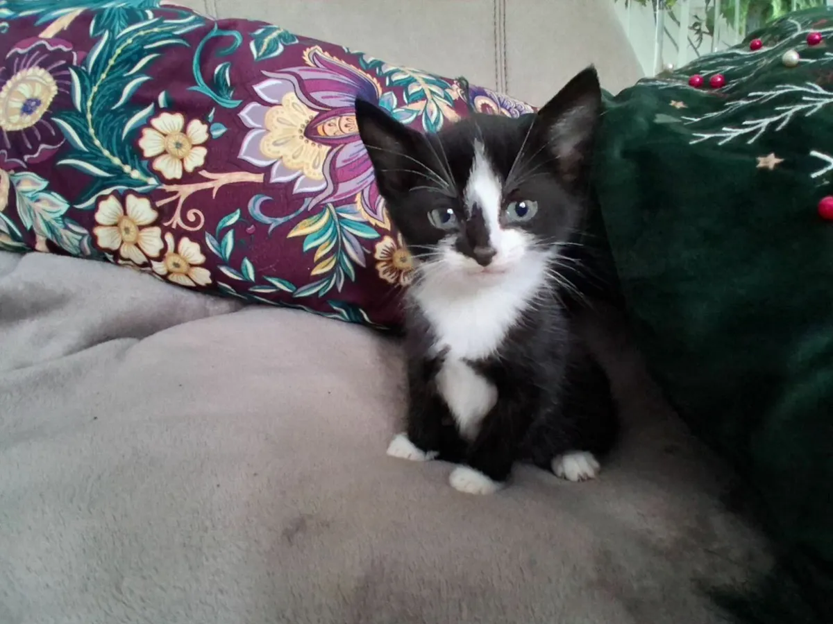 Kitten - Image 3