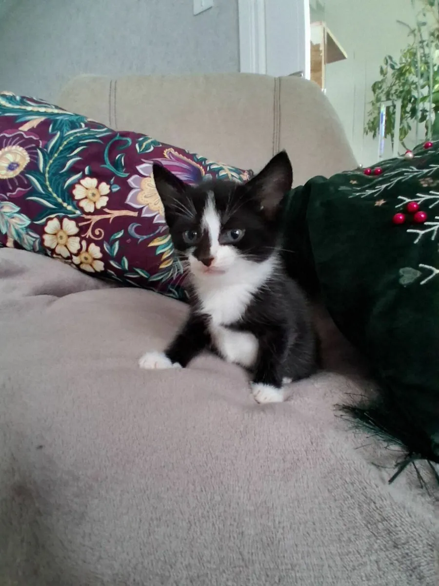 Kitten - Image 4