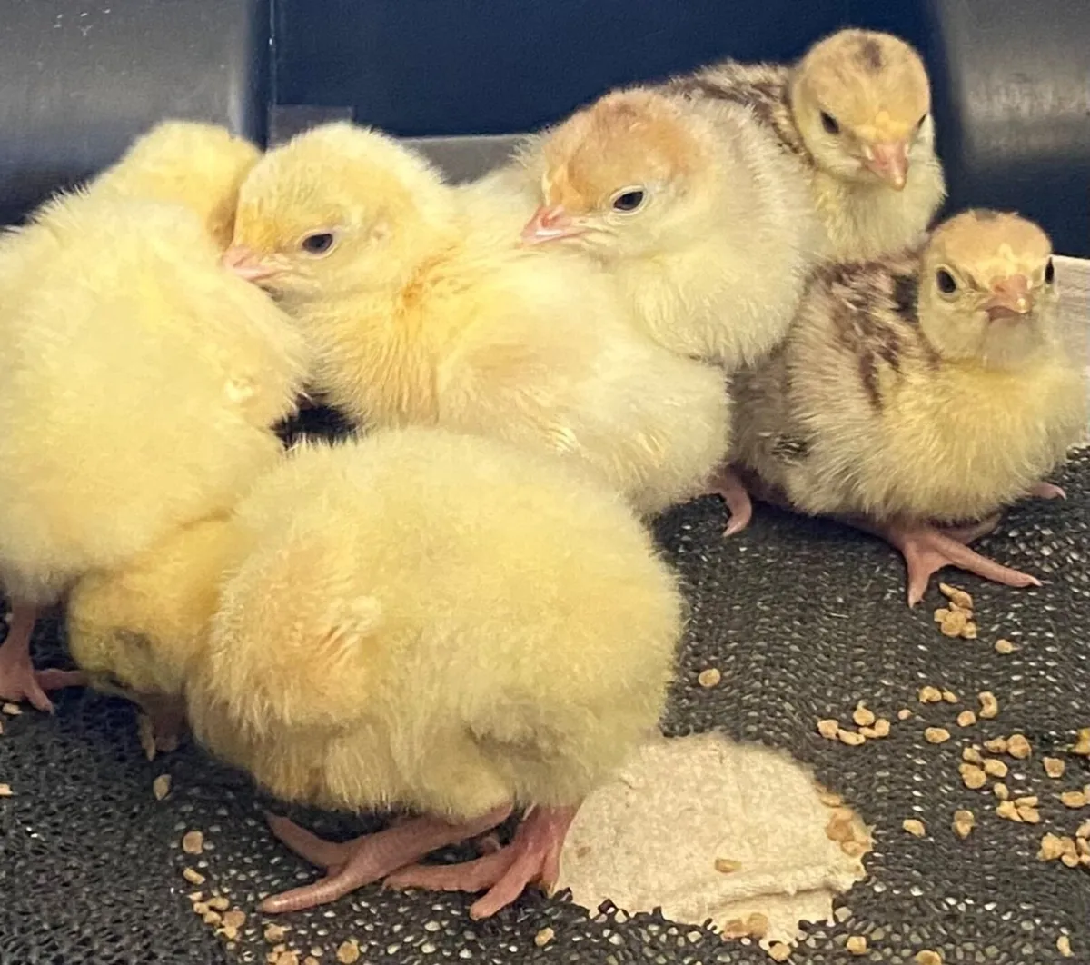 Turkey Poults Heritage Crollwitzer,  Bourbon reds - Image 2