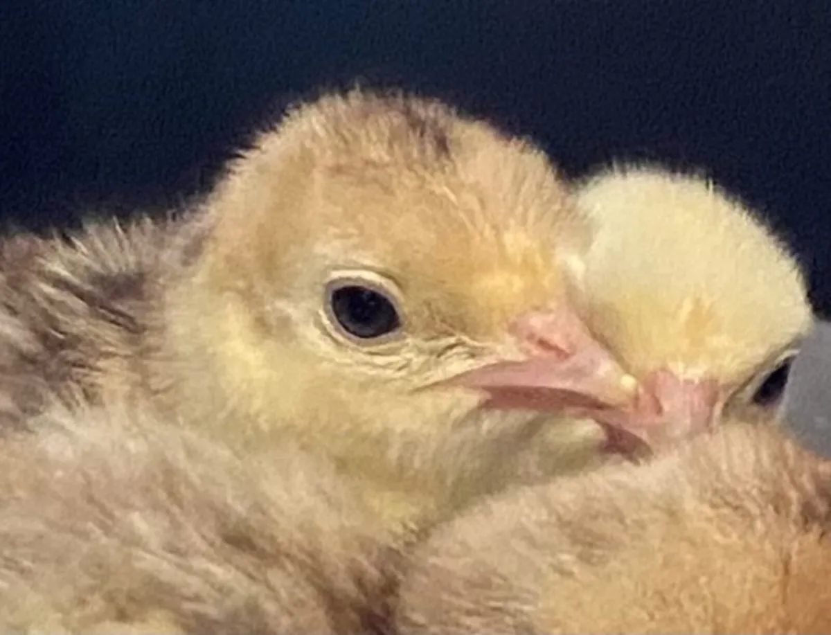 Turkey Poults Heritage Crollwitzer,  Bourbon reds - Image 3