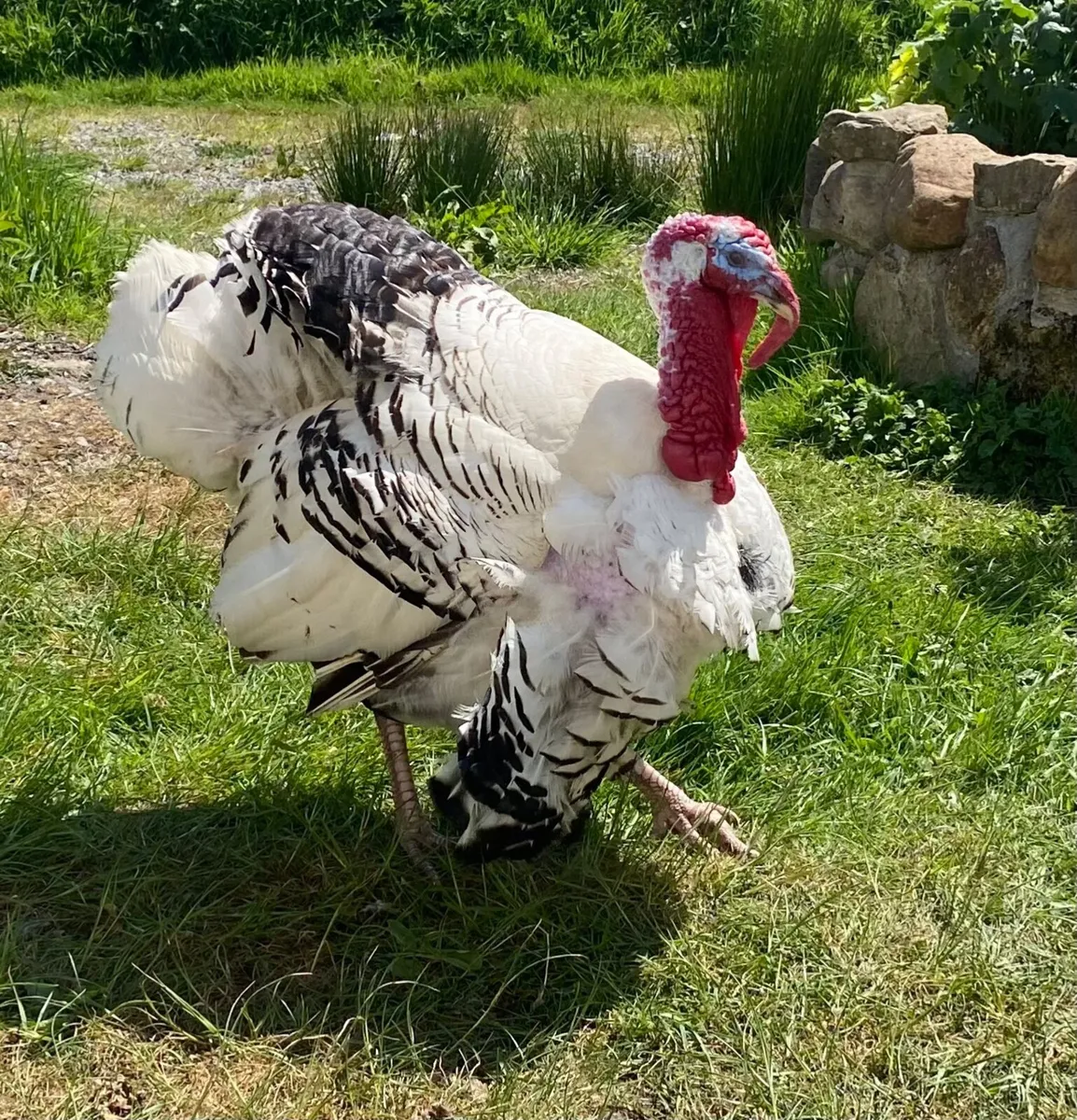 Turkey Poults Heritage Crollwitzer,  Bourbon reds - Image 4