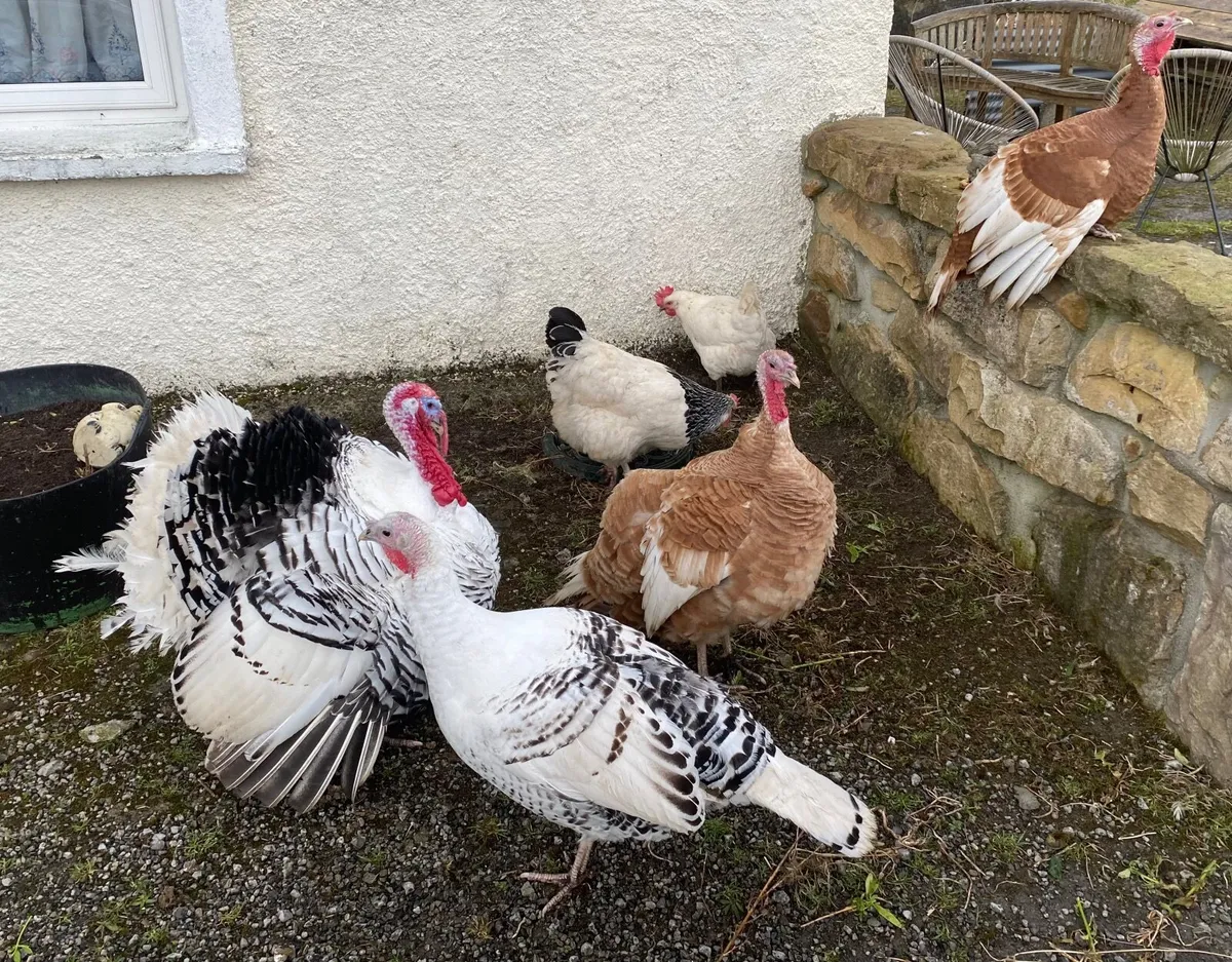 Turkey Poults Heritage Crollwitzer,  Bourbon reds - Image 1