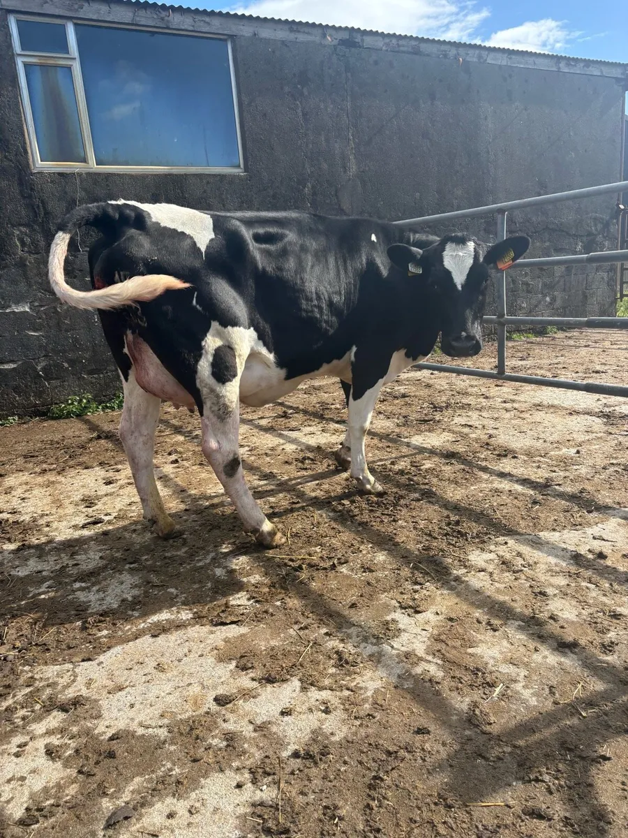 2 SMASHING FRESHLY CALVED HEFIERS - Image 1