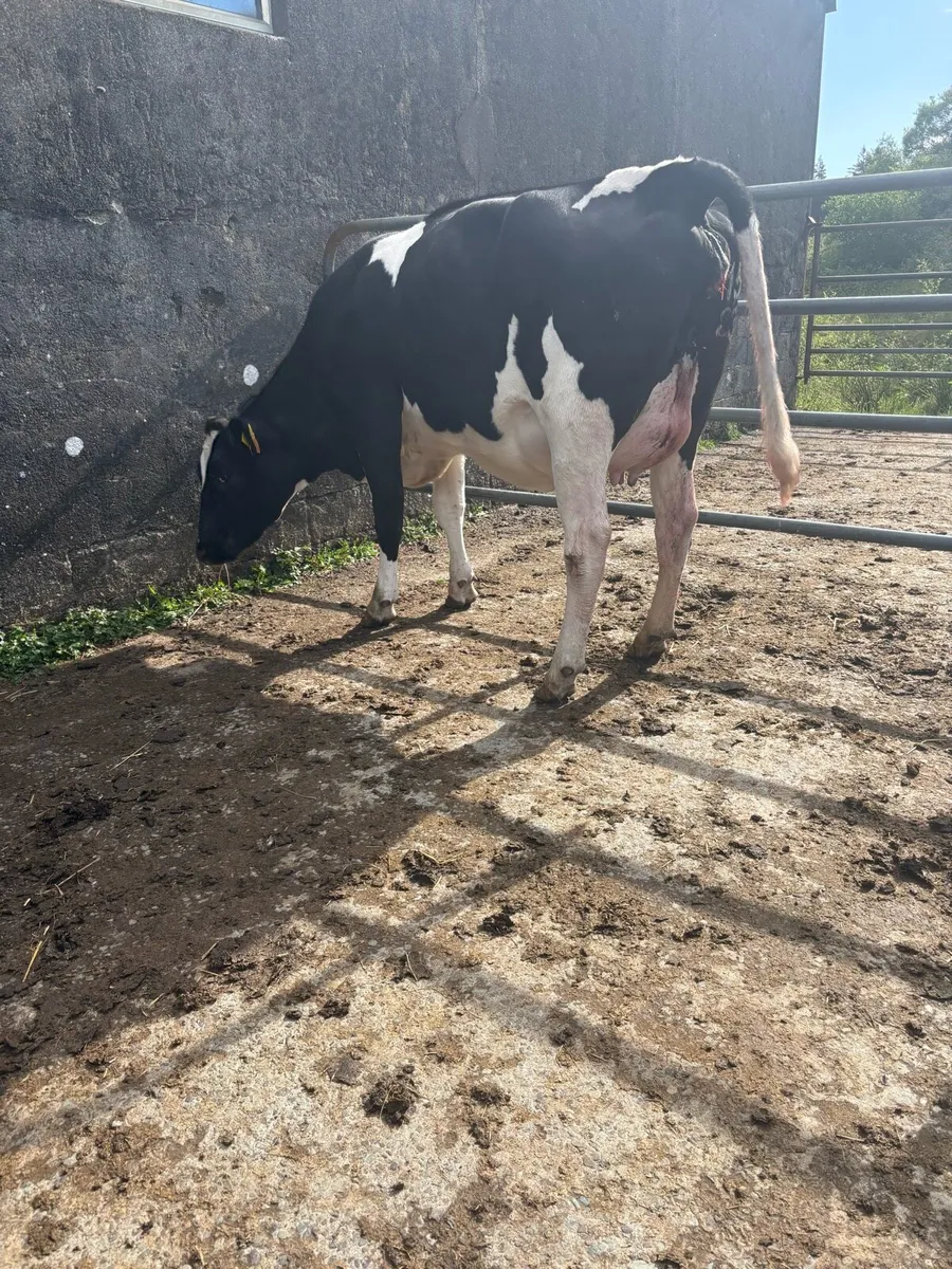 2 SMASHING FRESHLY CALVED HEFIERS - Image 2