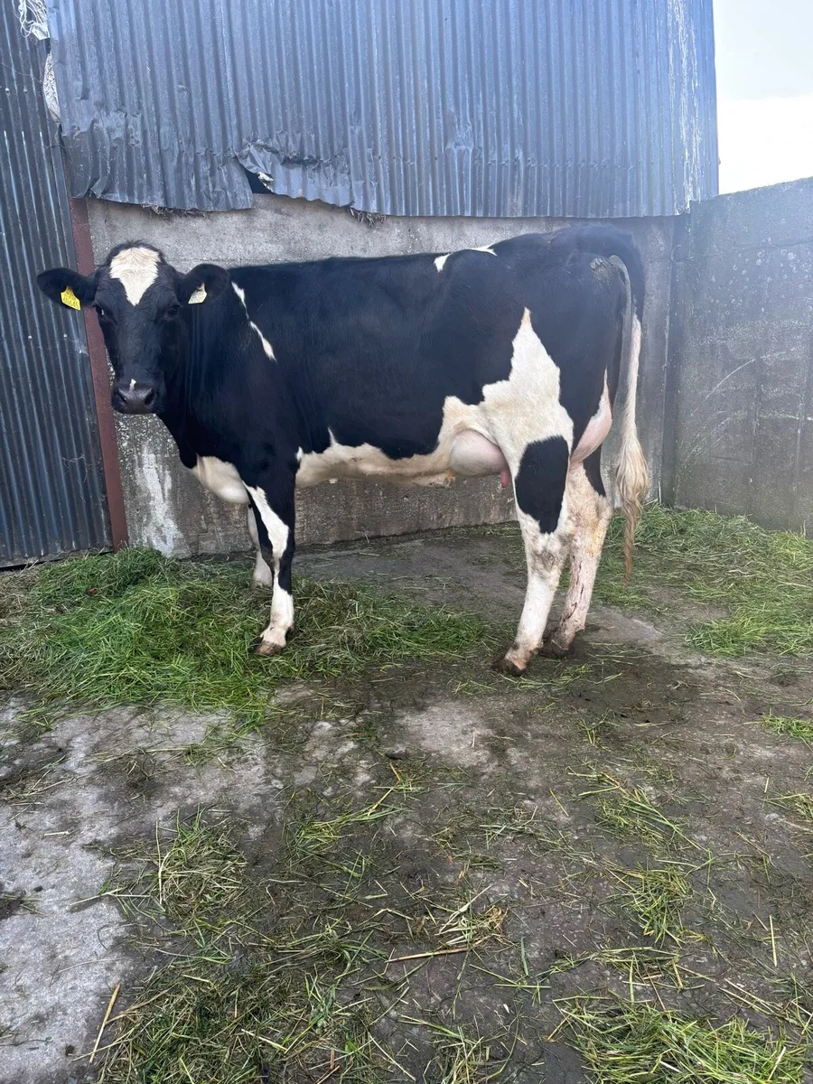 2 SMASHING FRESHLY CALVED HEFIERS - Image 3