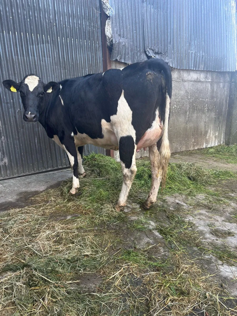 2 SMASHING FRESHLY CALVED HEFIERS - Image 4