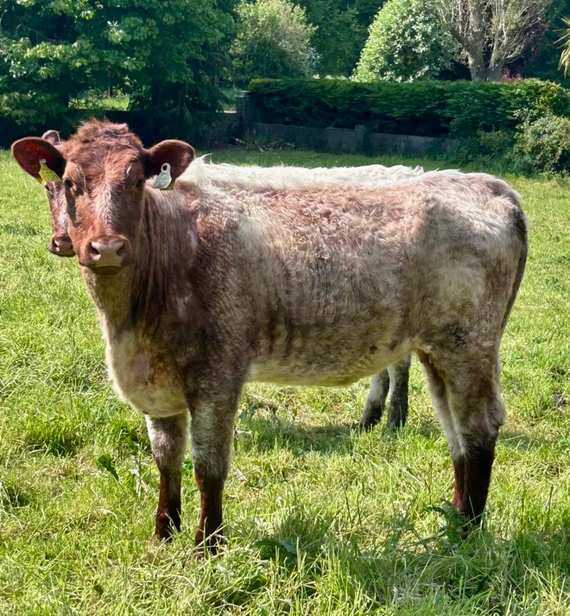 Twin Beef Roan Shorthorn Heifers - Image 2