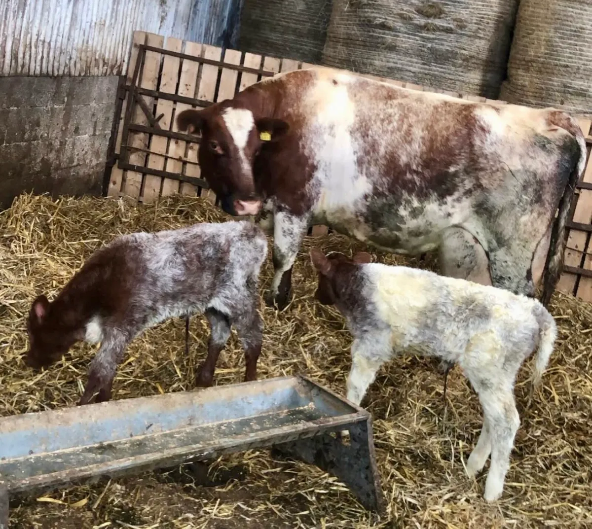 Twin Beef Roan Shorthorn Heifers - Image 1
