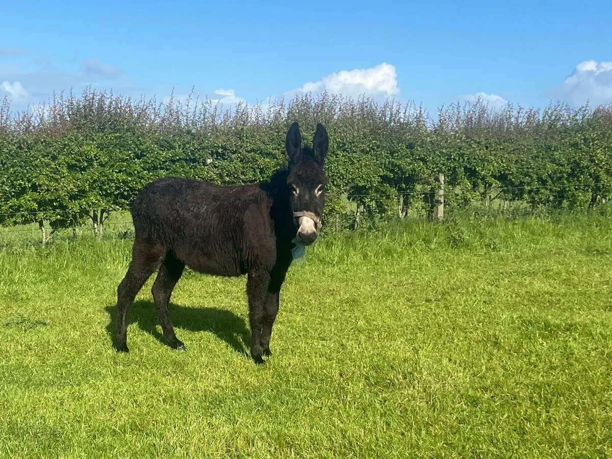 4yr old Mare Donkey - Image 1