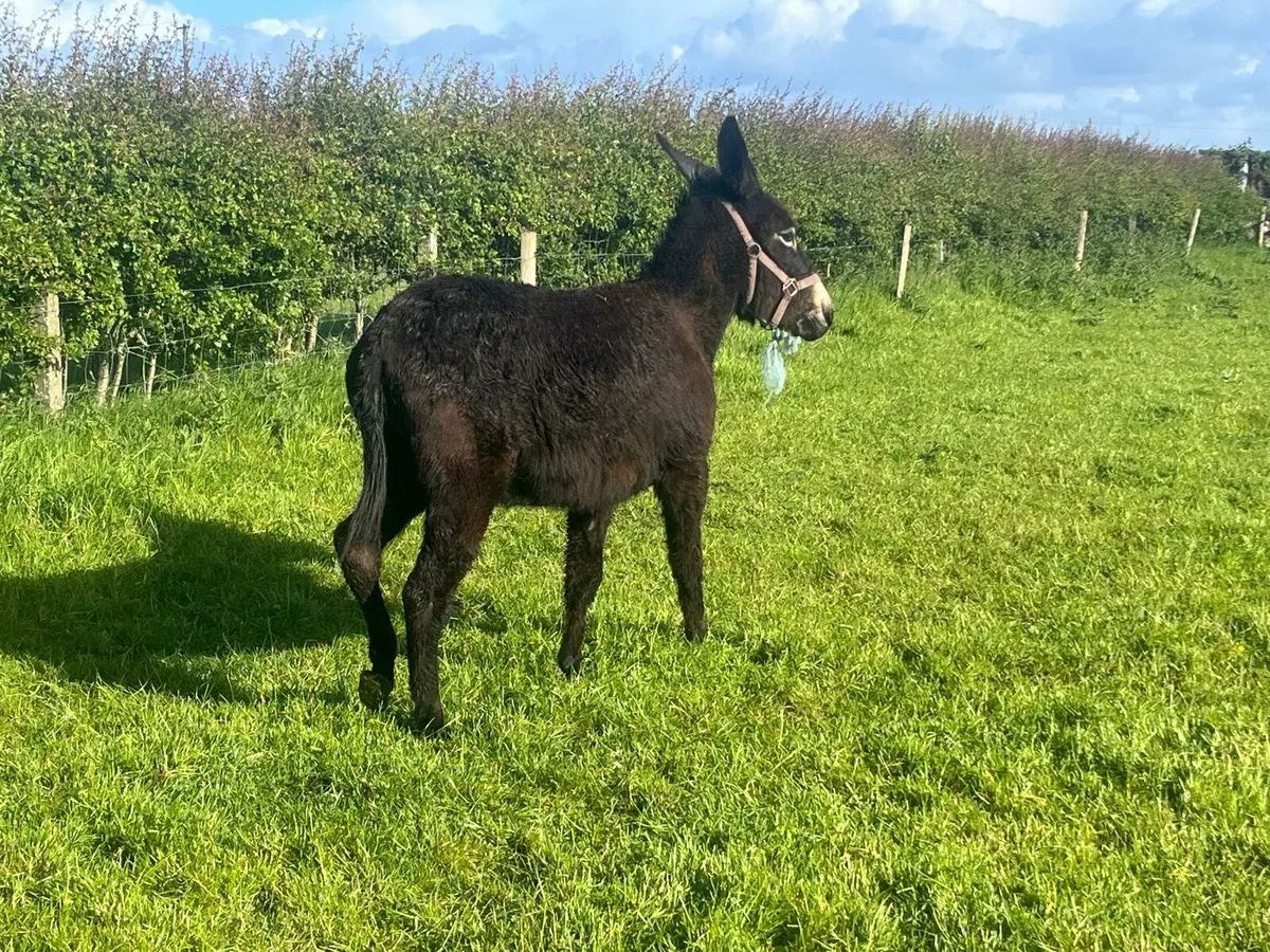 4yr old Mare Donkey - Image 2