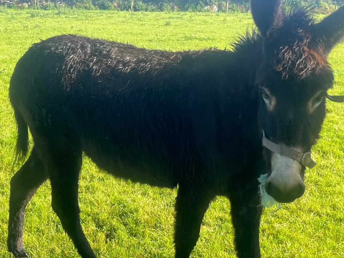 4yr old Mare Donkey - Image 3