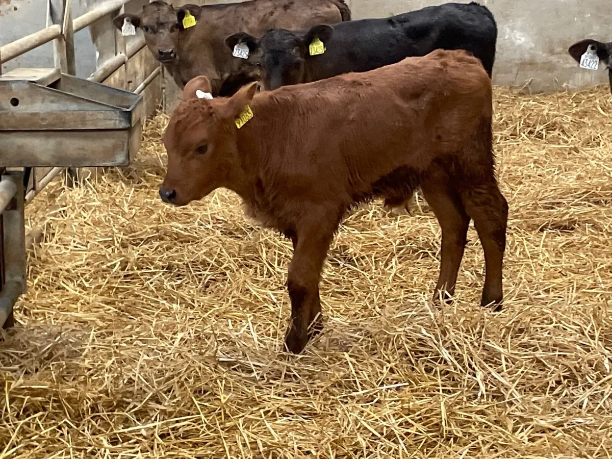4 top quality bull calves for sale - Image 2