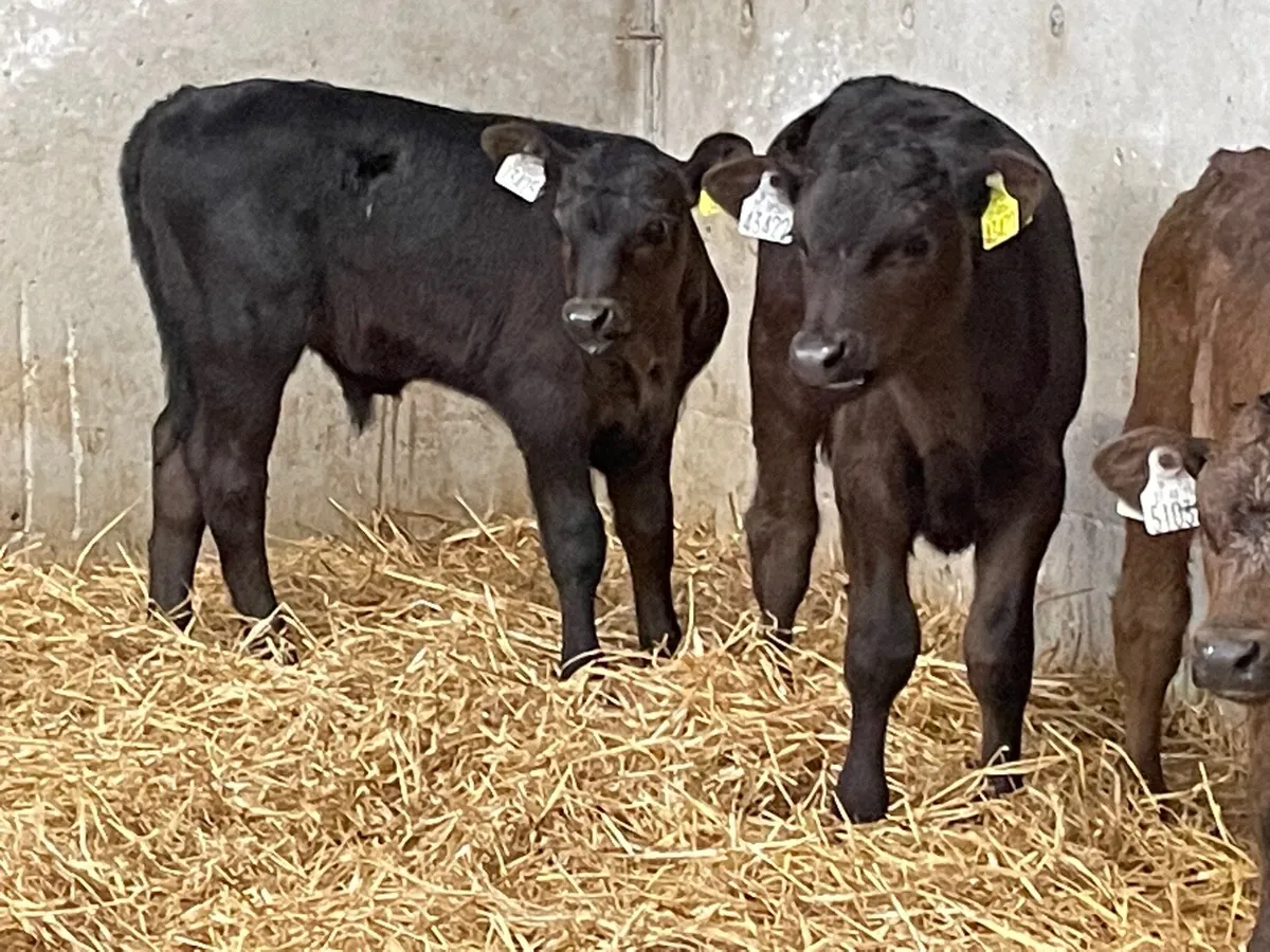 4 top quality bull calves for sale - Image 3