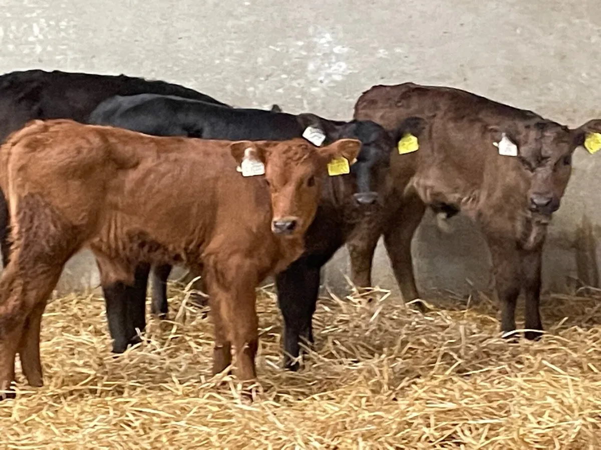 4 top quality bull calves for sale - Image 1