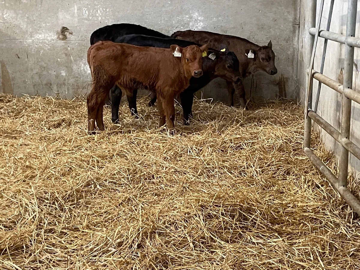 4 top quality bull calves for sale - Image 4