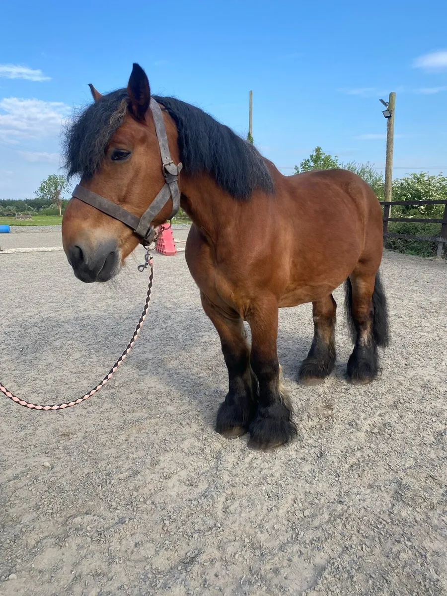 Bombproof Swedish draft - Image 1