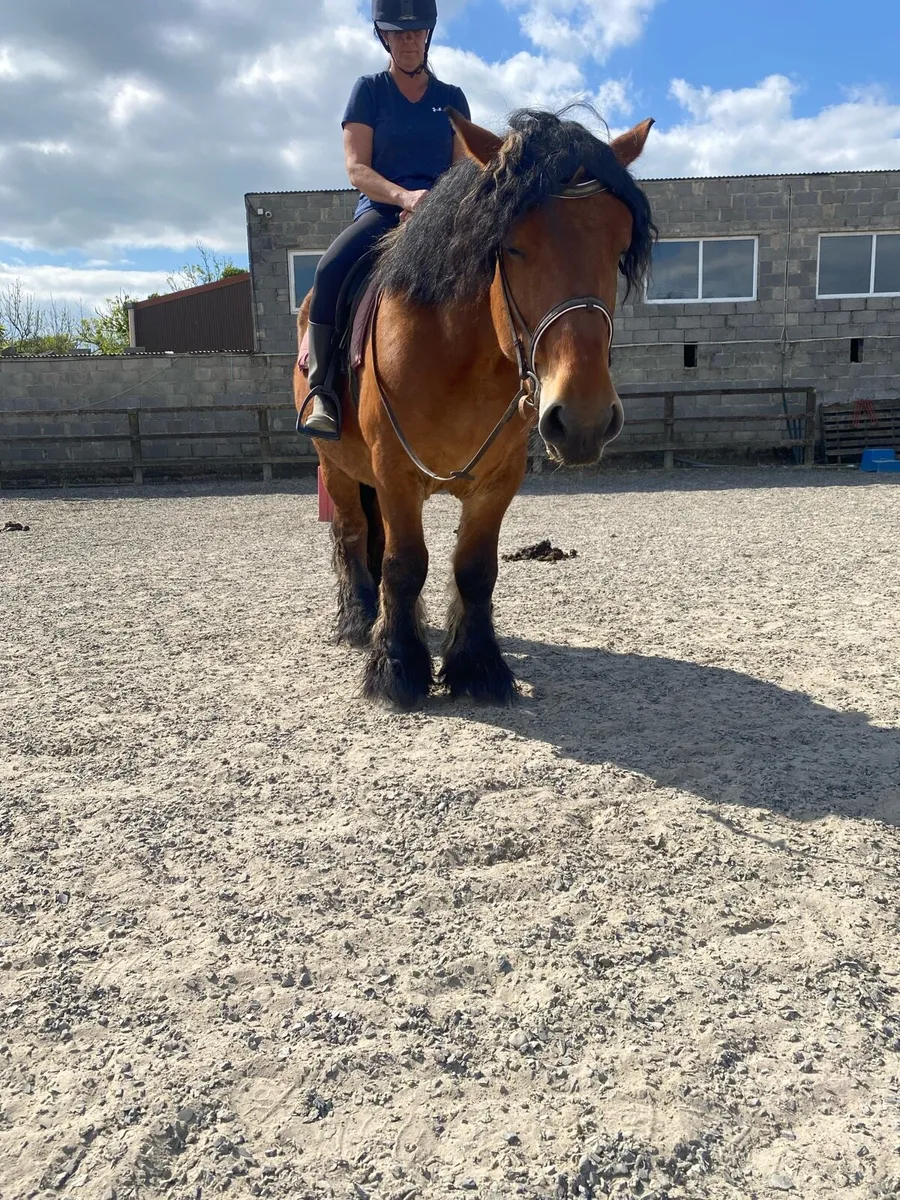 Bombproof Swedish draft - Image 4