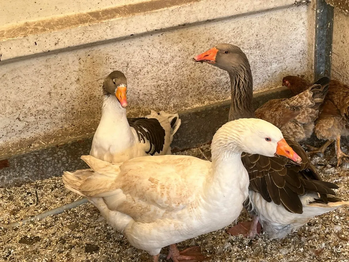 Geese - Image 1