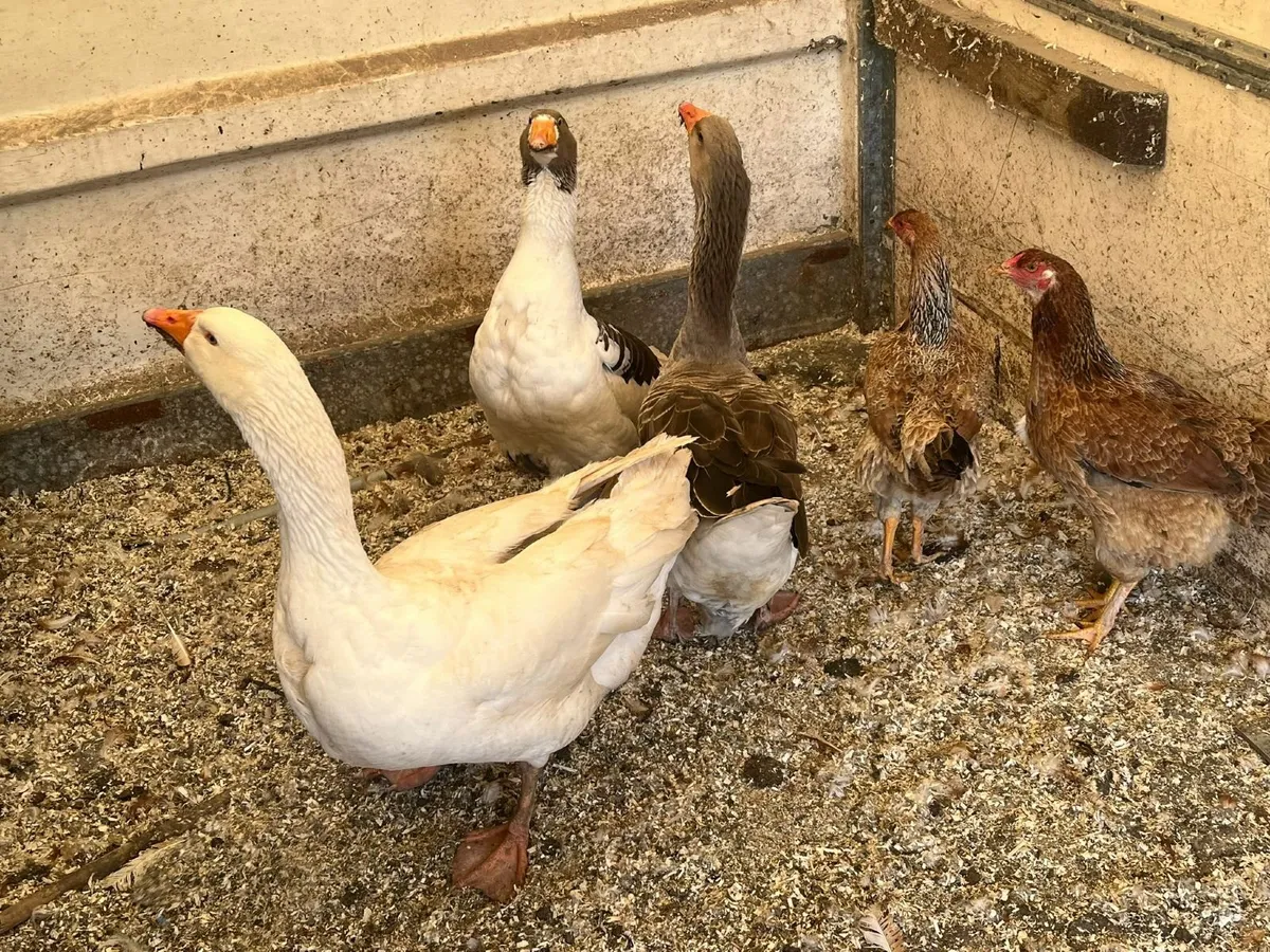 Geese - Image 2