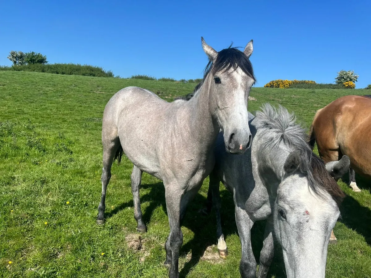 Filly mare - Image 3