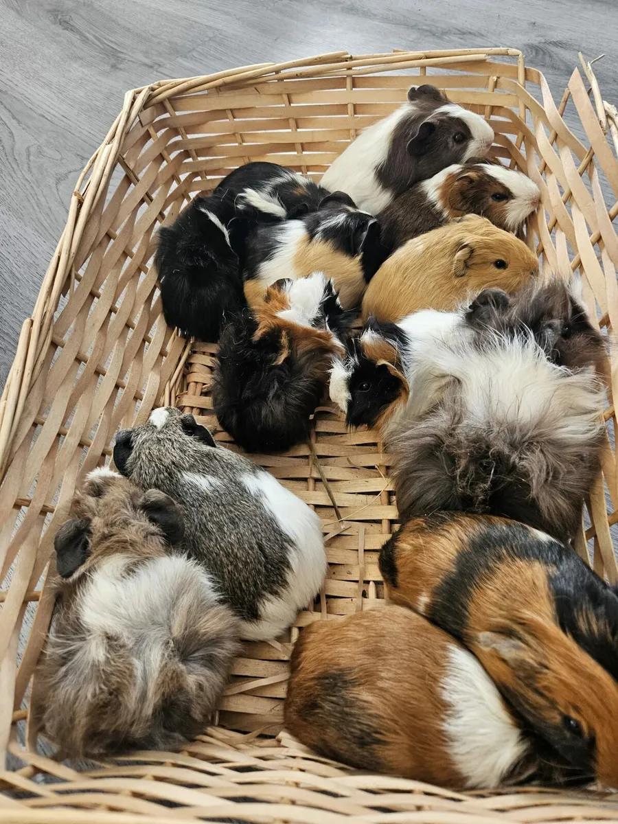 Guinea Pigs 25 - Image 1