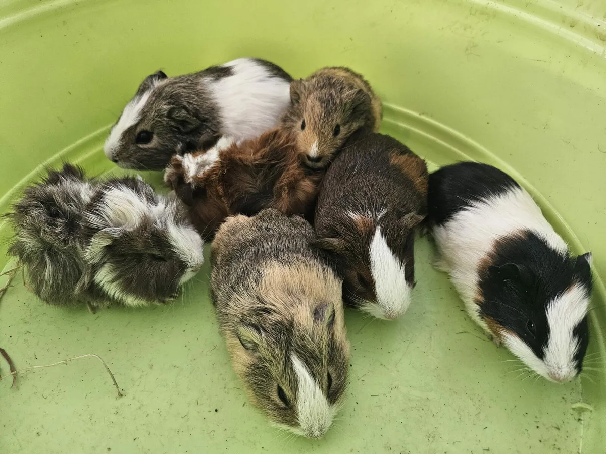Guinea Pigs 25 - Image 2