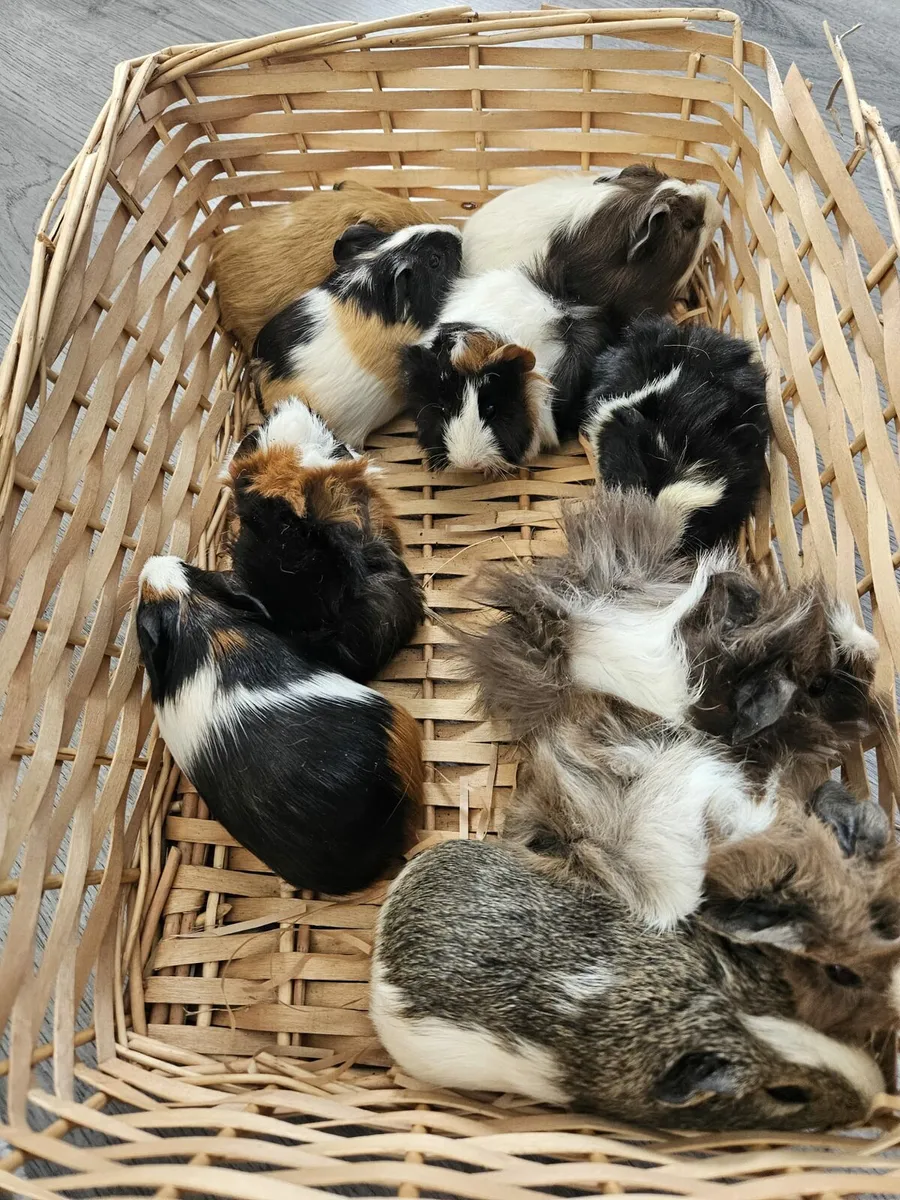 Guinea Pigs 25 - Image 3
