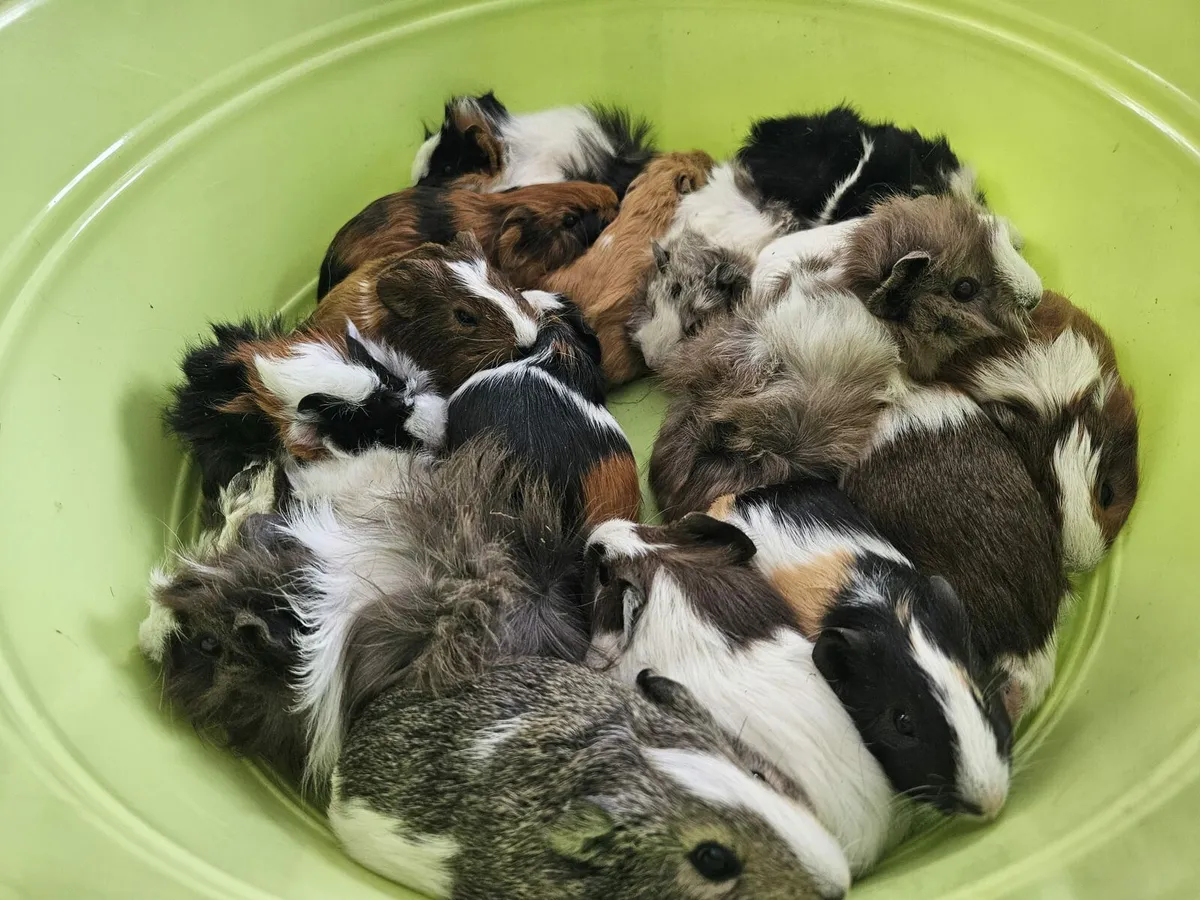 Guinea Pigs 25 - Image 4