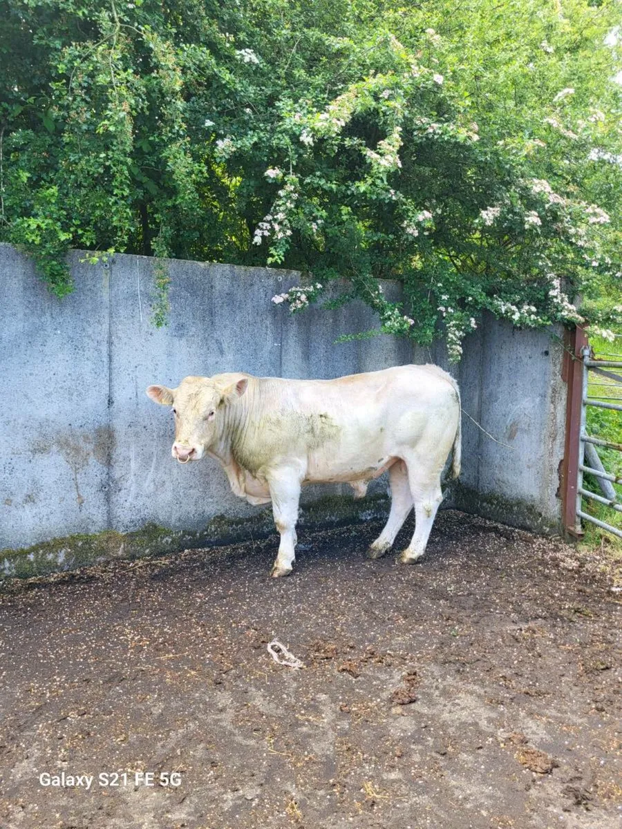 PBR Charolais Bull - Image 1