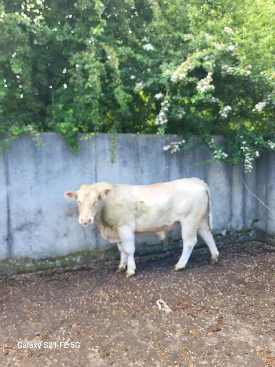 PBR Charolais Bull - Image 2
