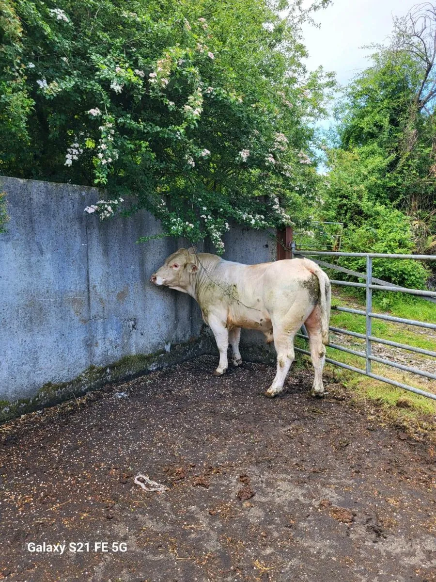 PBR Charolais Bull - Image 3