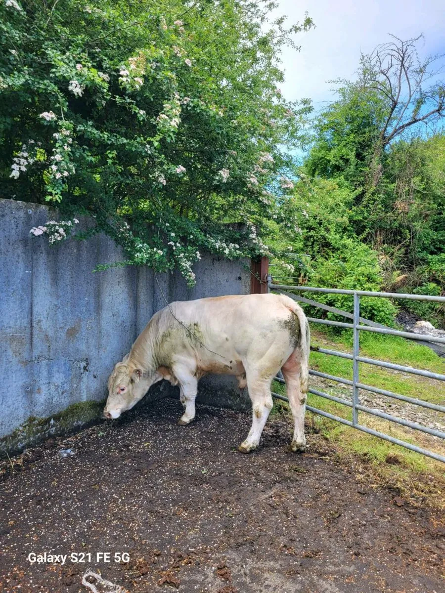 PBR Charolais Bull - Image 4