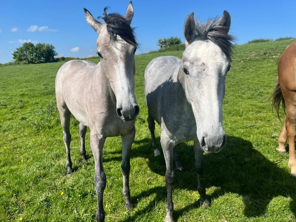 Filly mare - Image 1