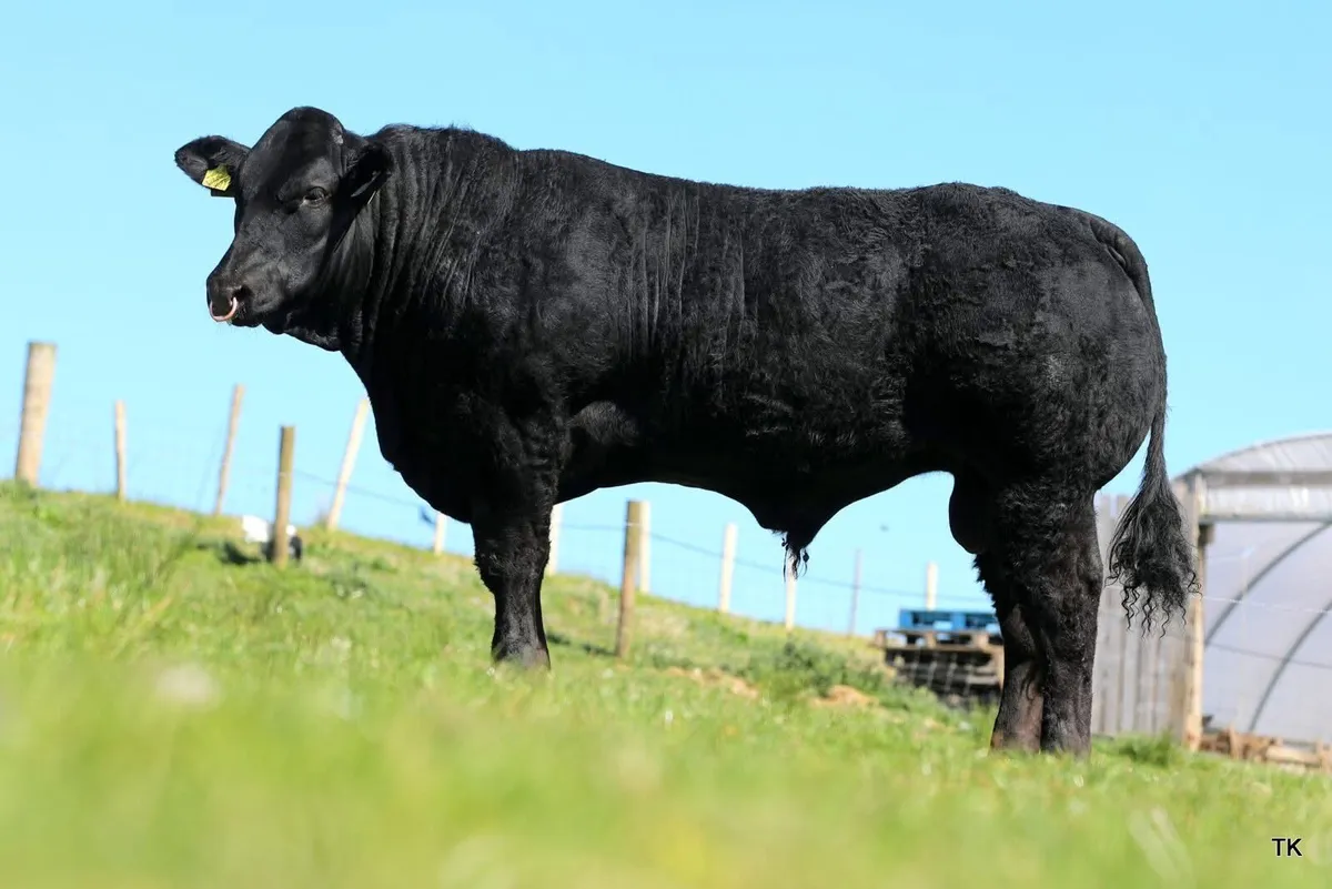 Exceptional Limousin X Blue Hybrid bull for sale - Image 1