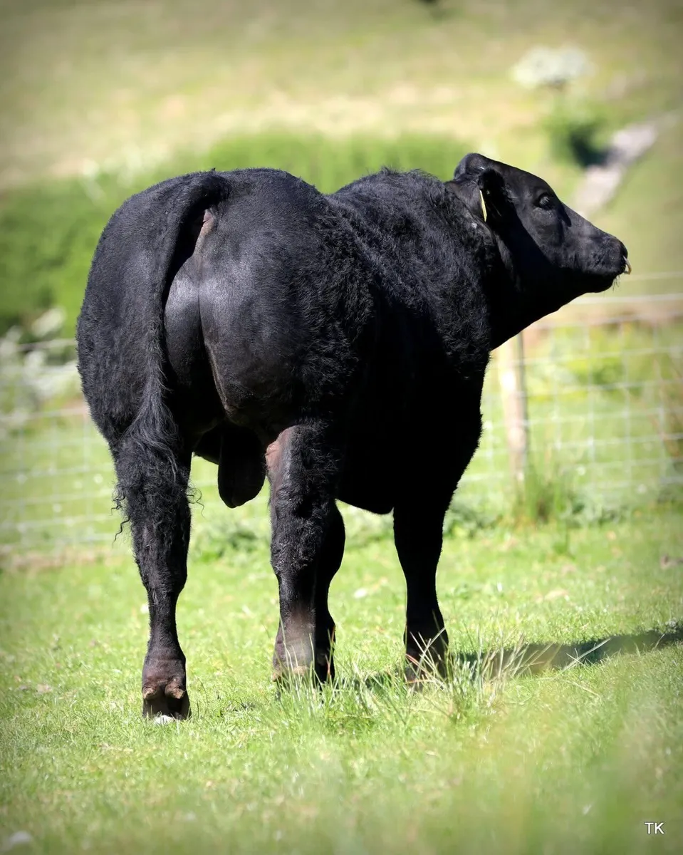 Exceptional Limousin X Blue Hybrid bull for sale - Image 3