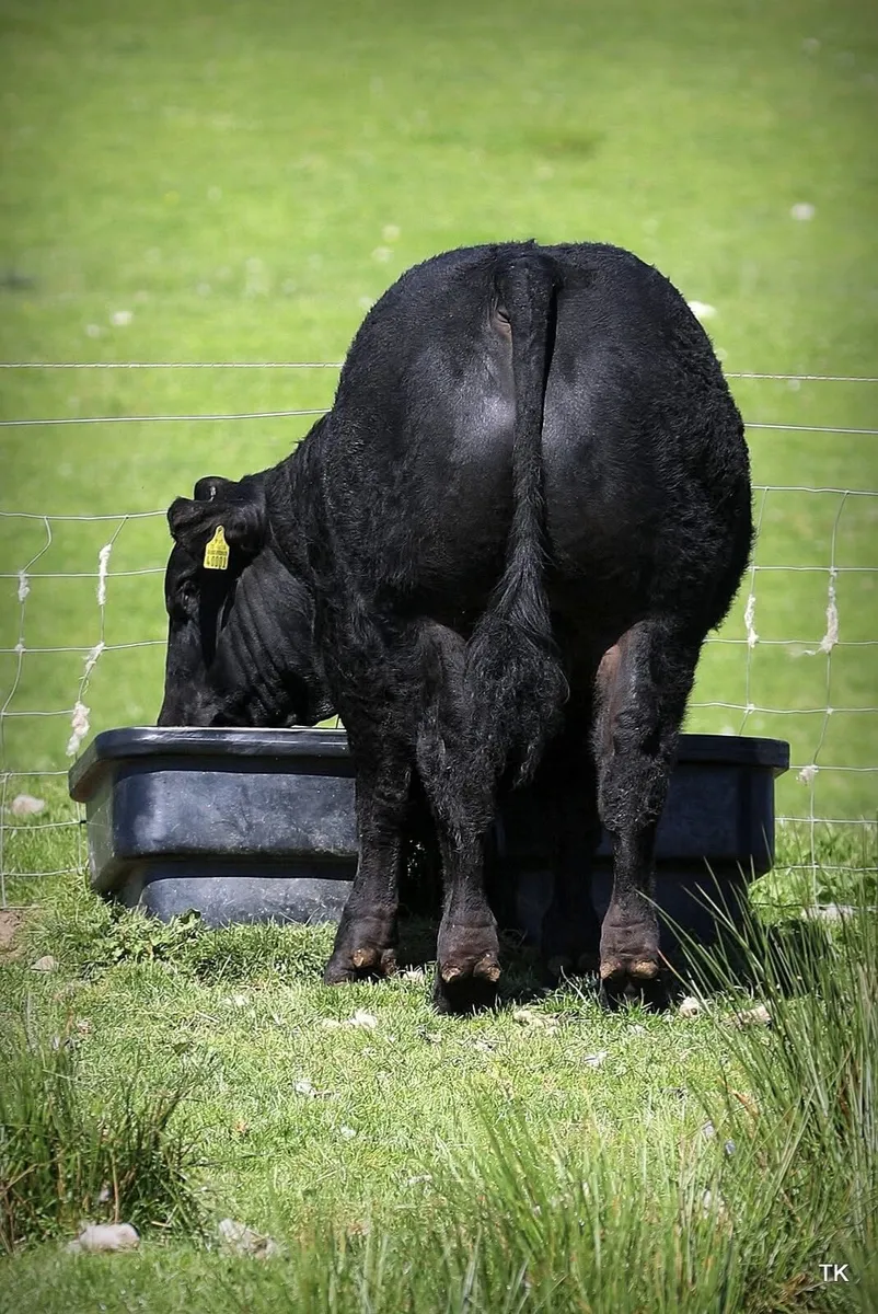 Exceptional Limousin X Blue Hybrid bull for sale - Image 4