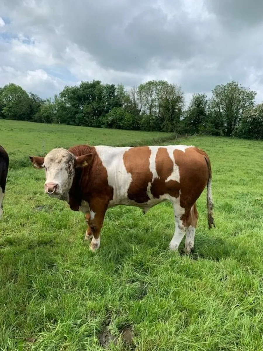 Bull - Image 1
